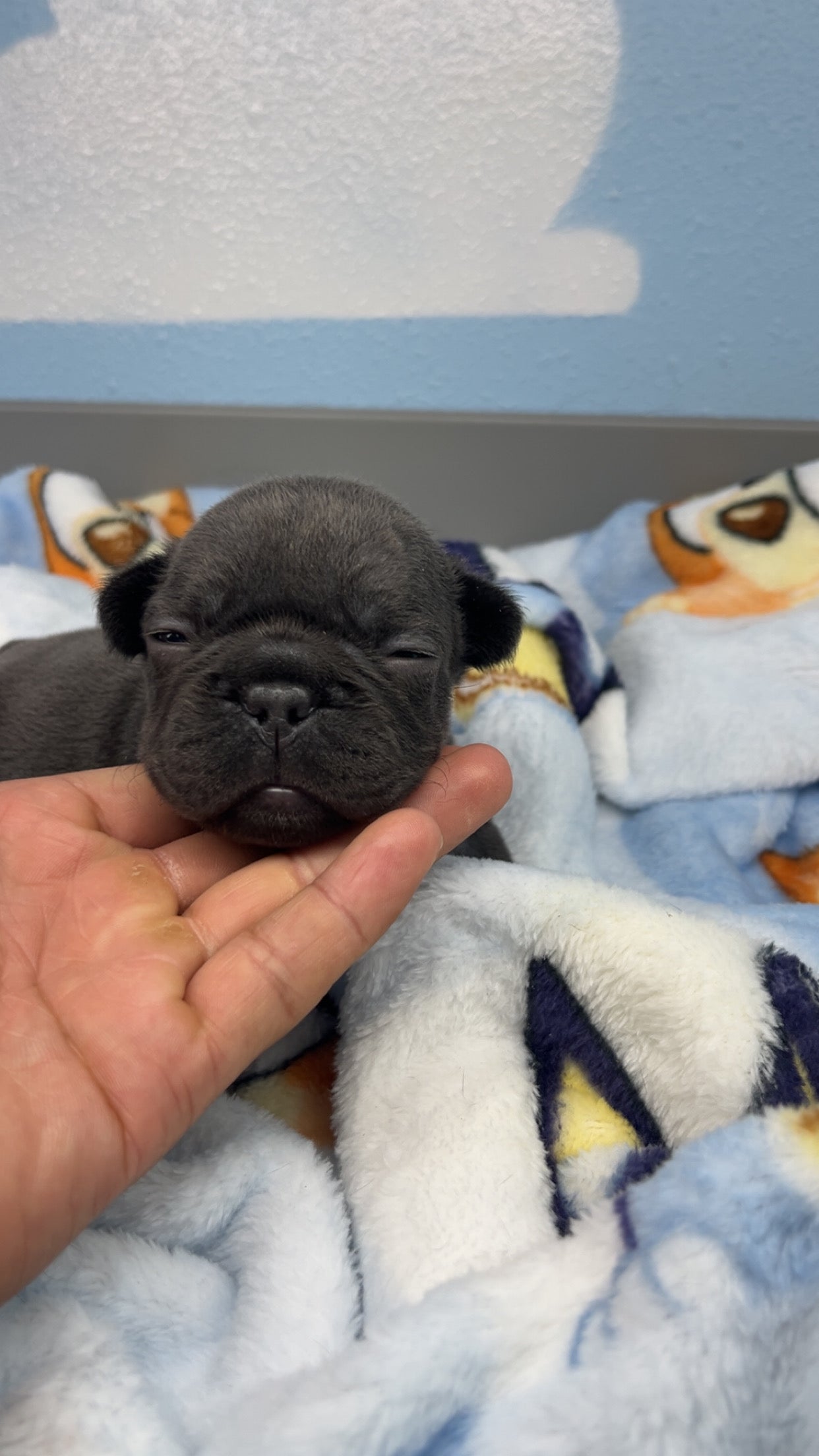 French Bulldog Male Big Rope