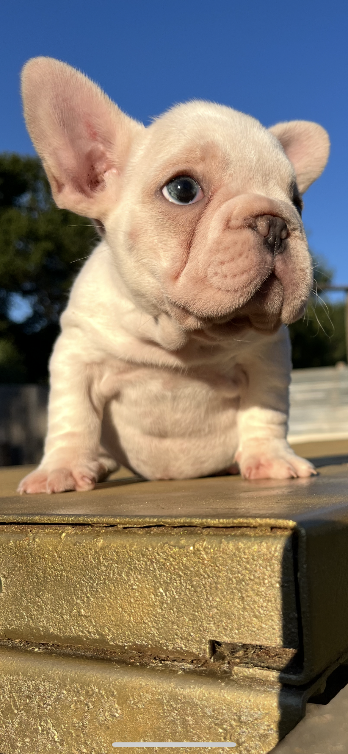 French Bulldog Female