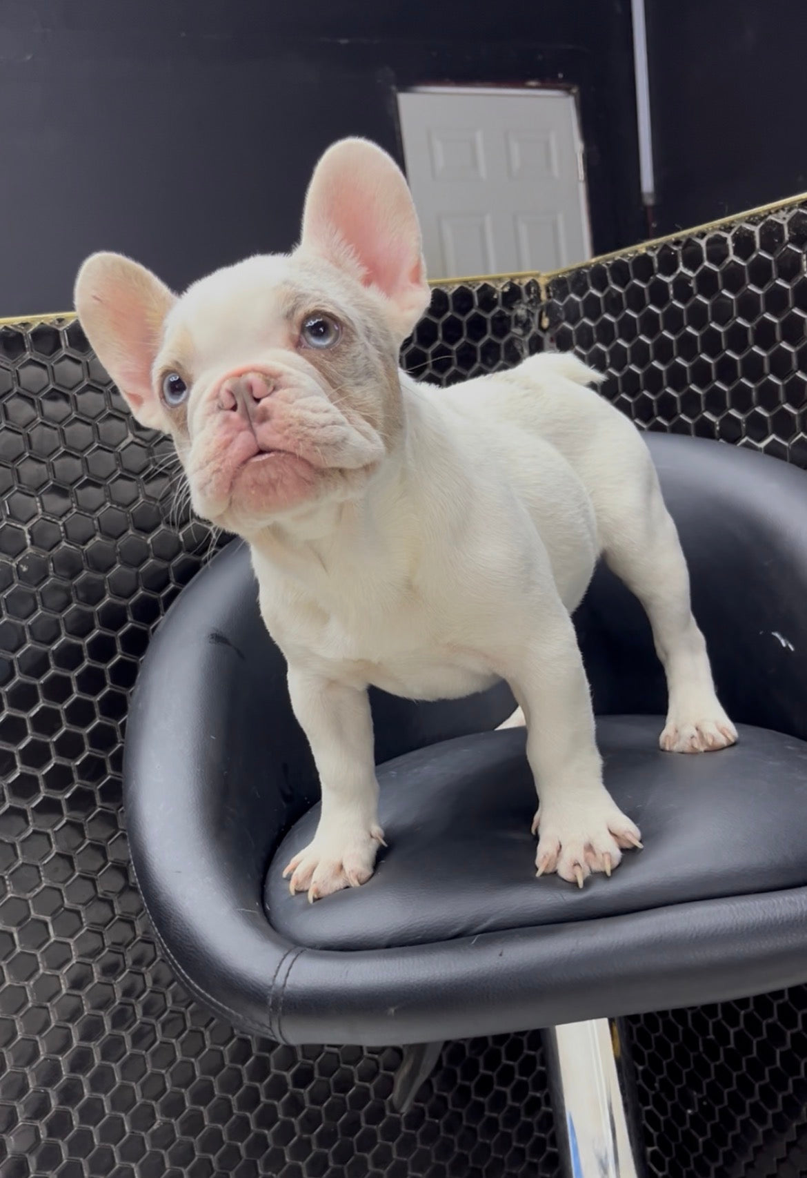 French Bulldog Male