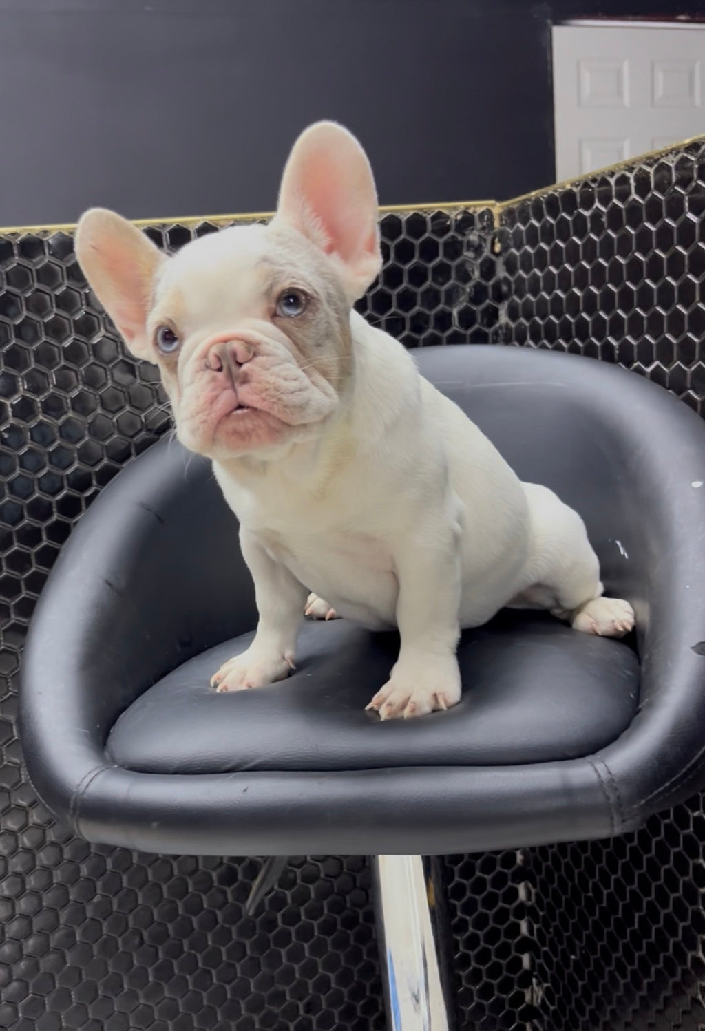 French Bulldog Male