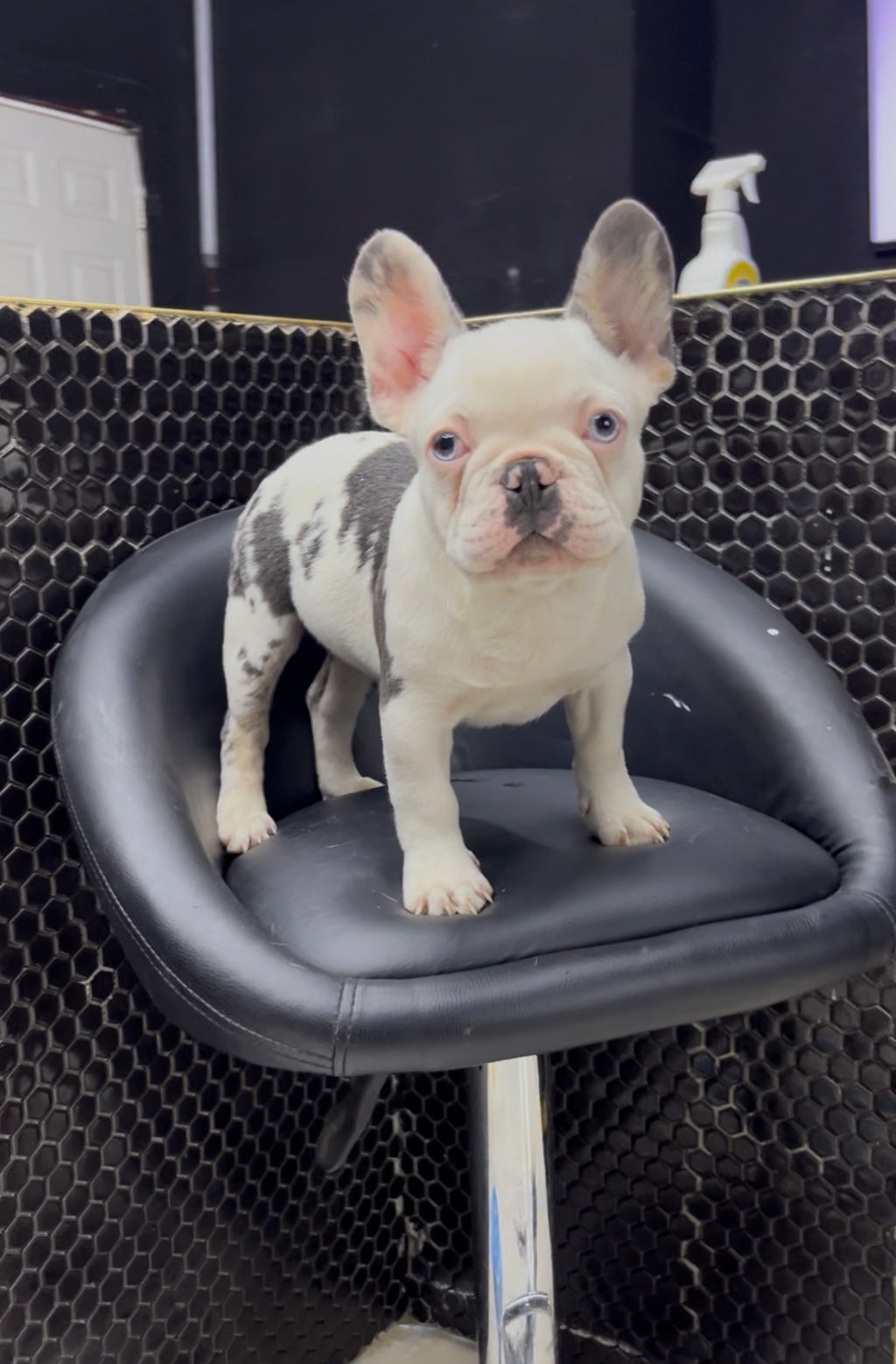 French Bulldog Male