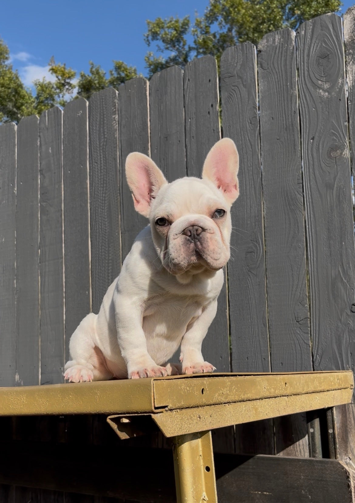 French Bulldog Female