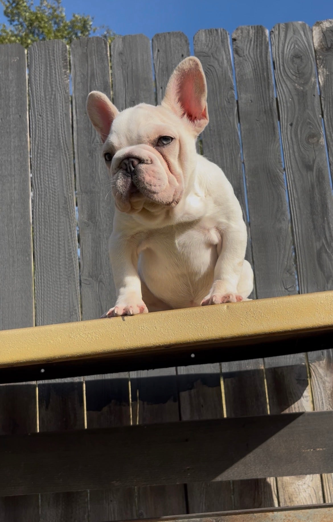 French Bulldog Female