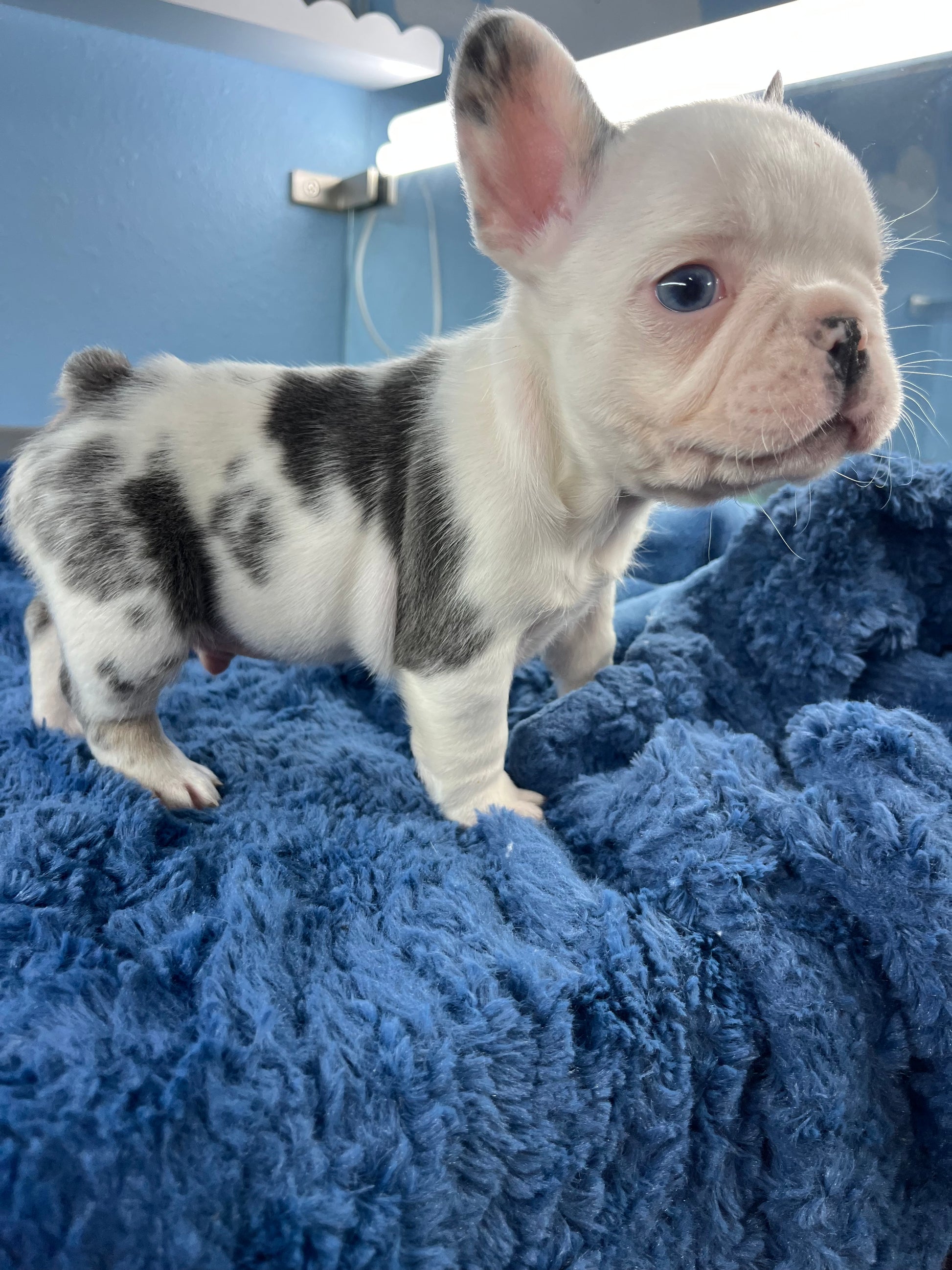 French Bulldog Male