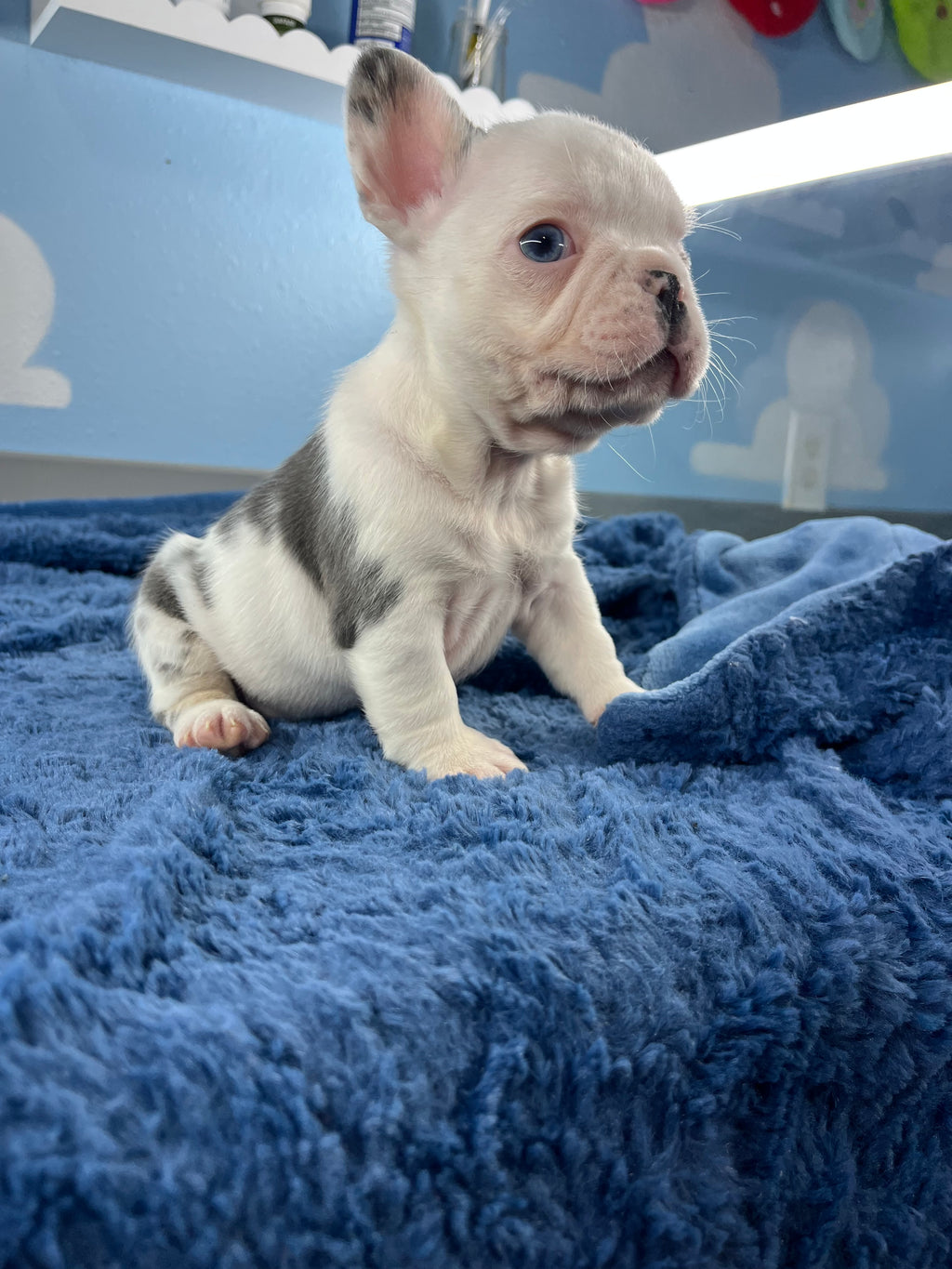 French Bulldog Male