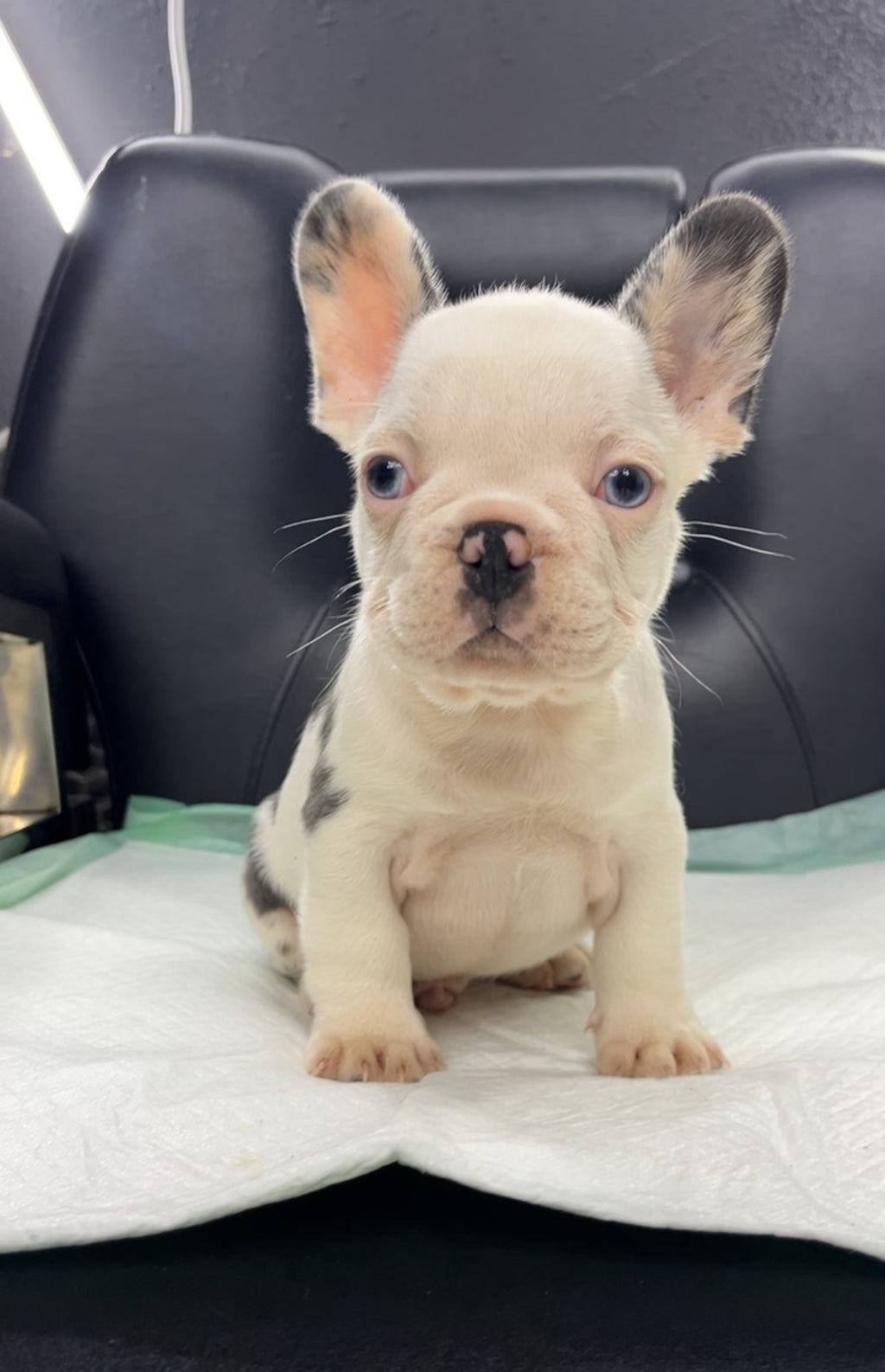 French Bulldog Male