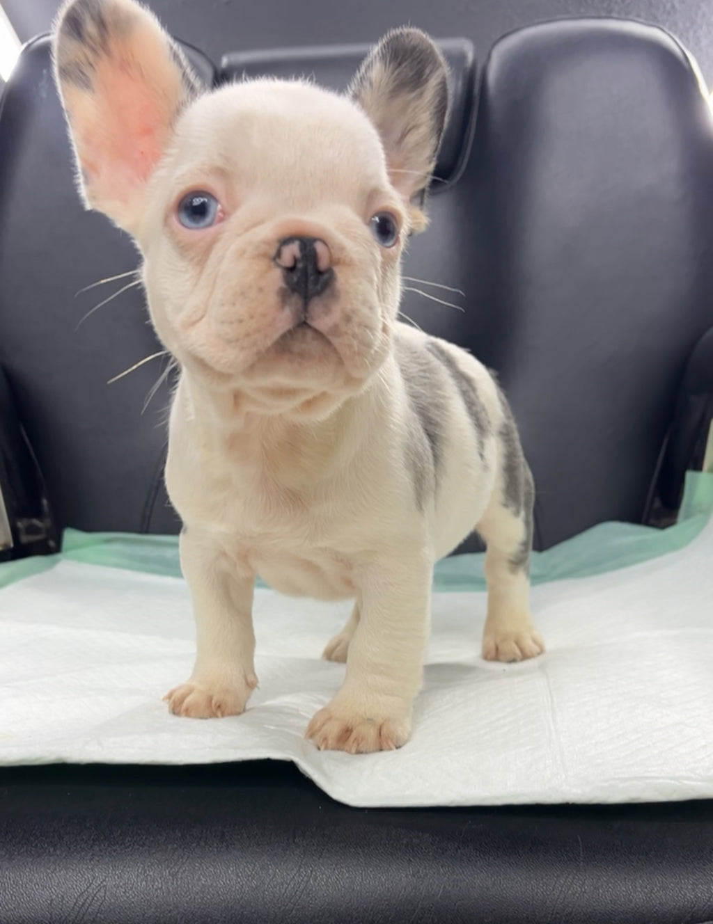 French Bulldog Male