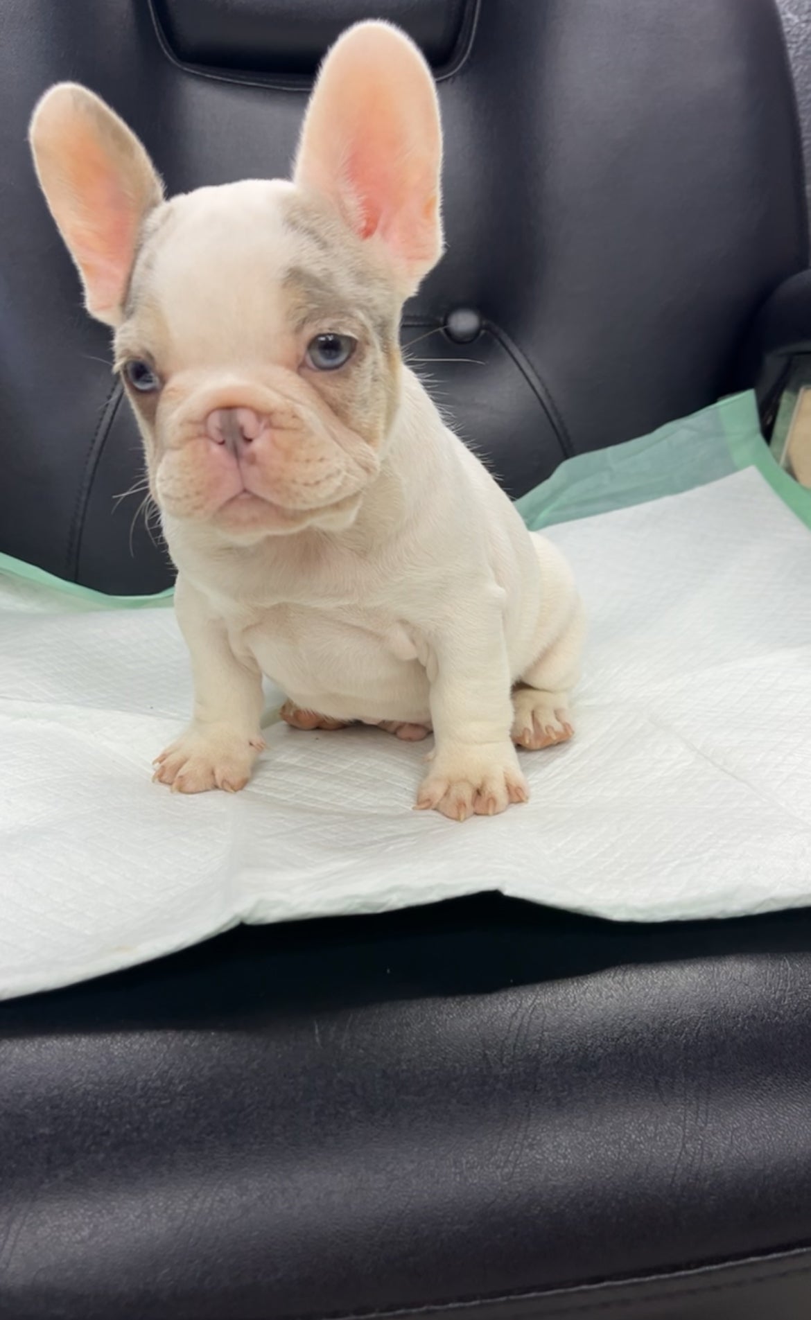 French Bulldog Male