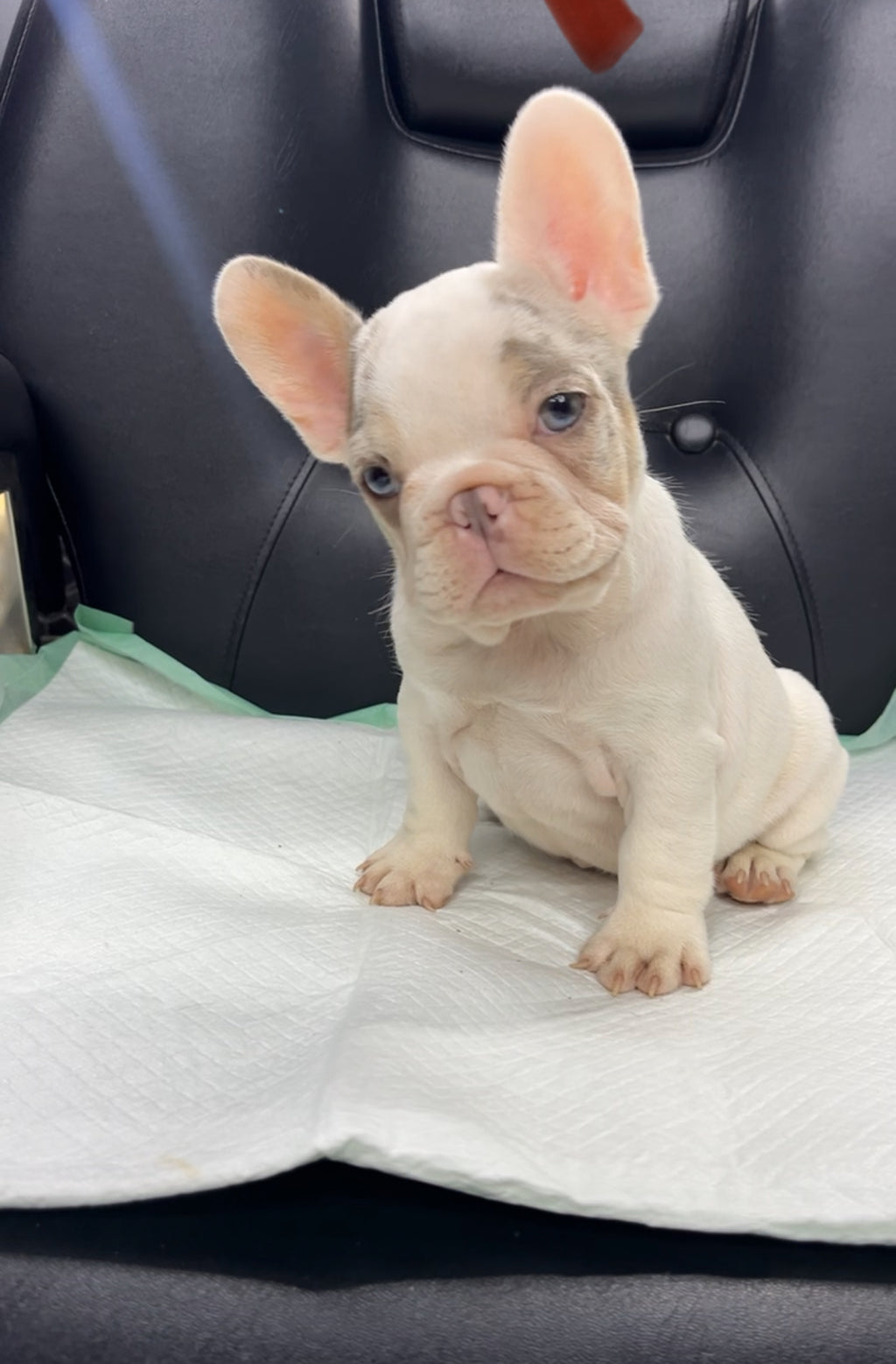 French Bulldog Male
