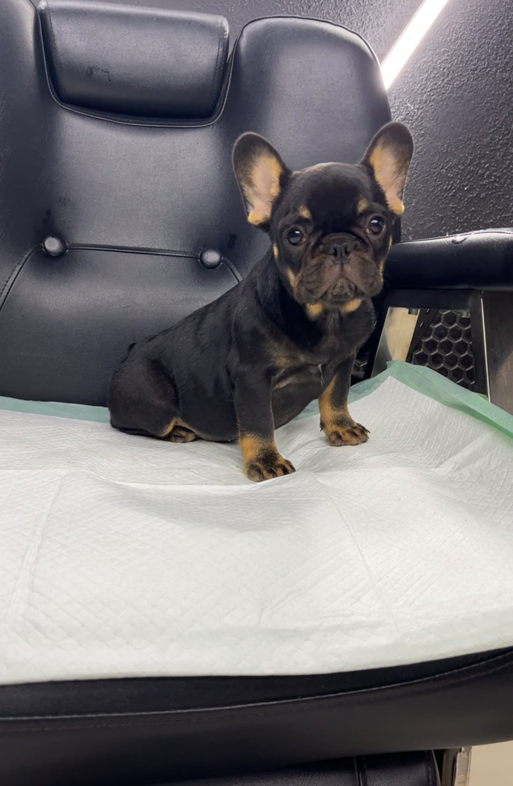 French Bulldog Female