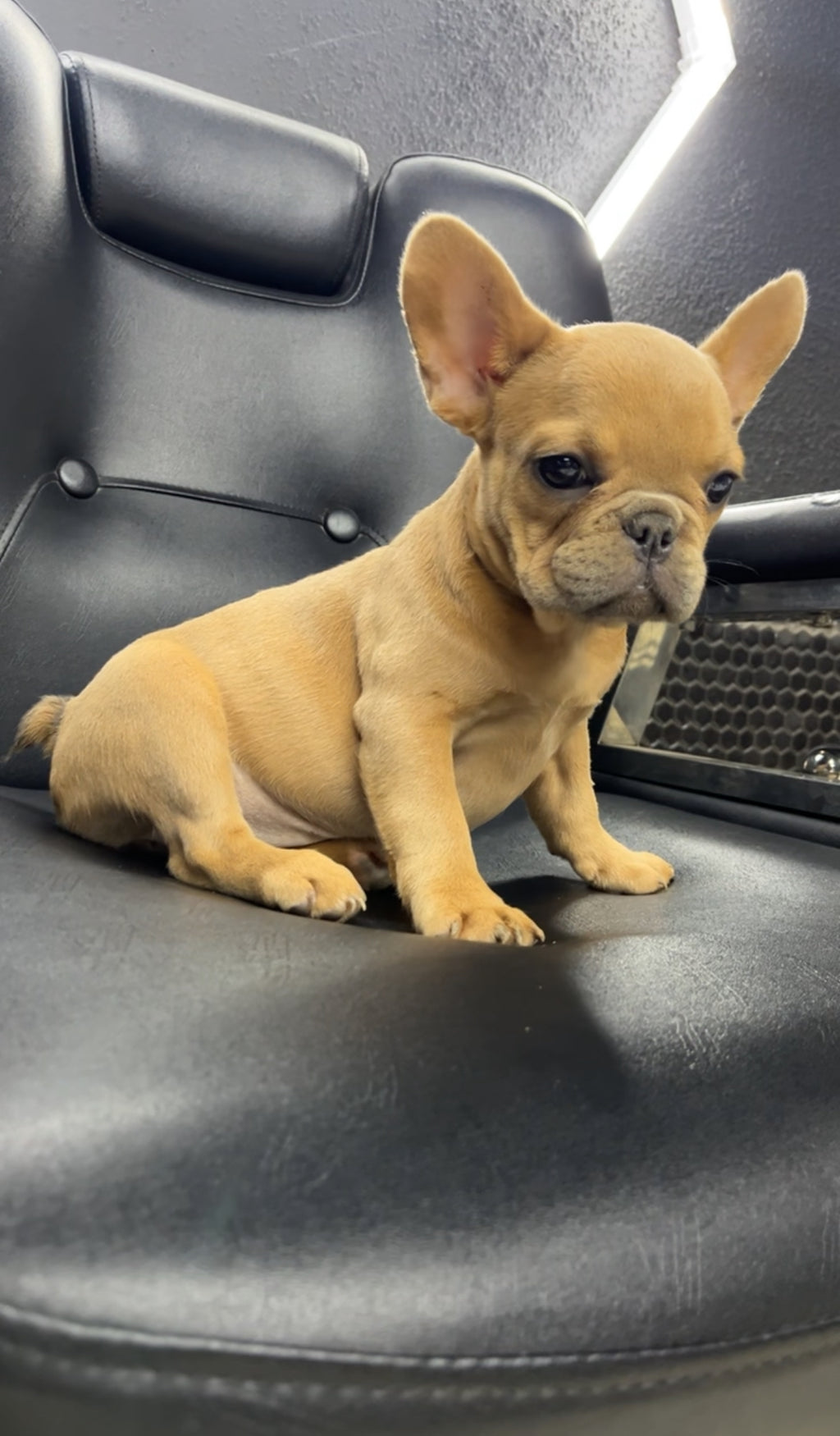 French Bulldog Female