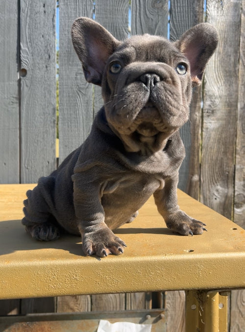 French Bulldog Female