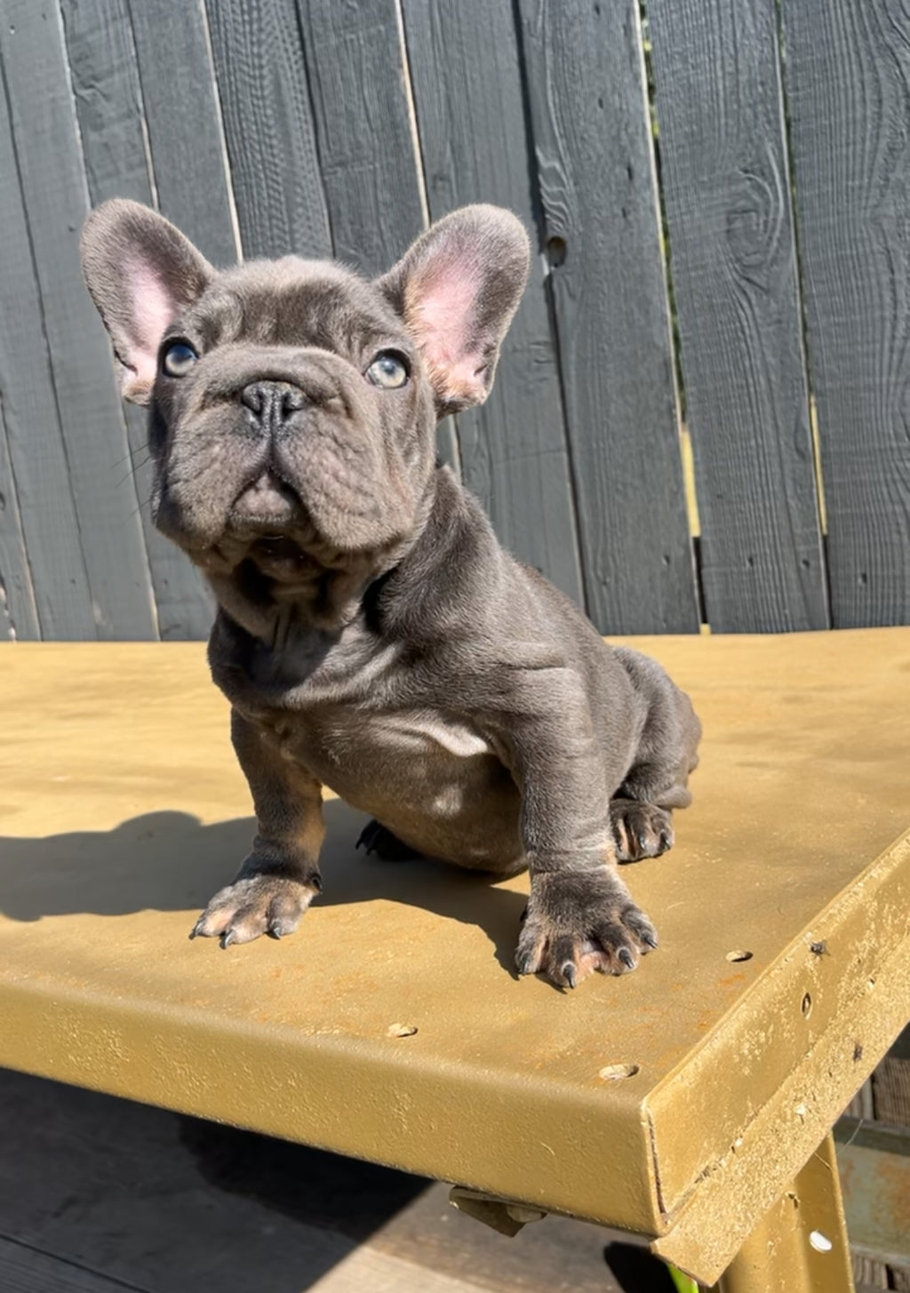 French Bulldog Female