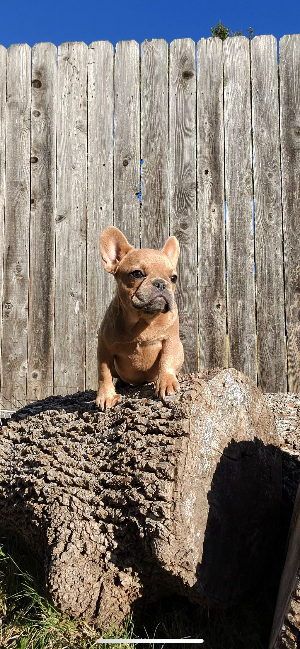 French Bulldog Female
