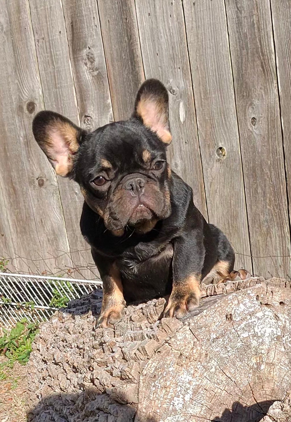 French Bulldog Female