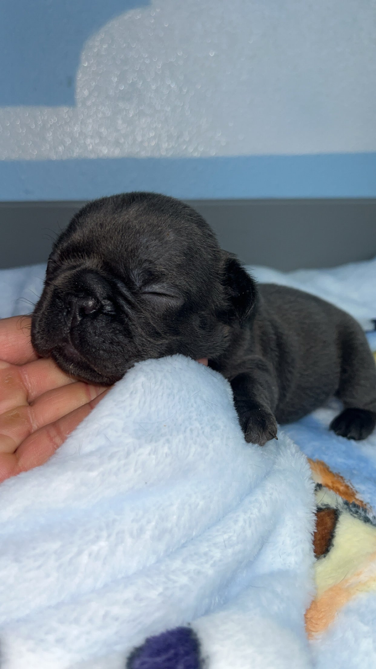 French Bulldog Male Big Rope