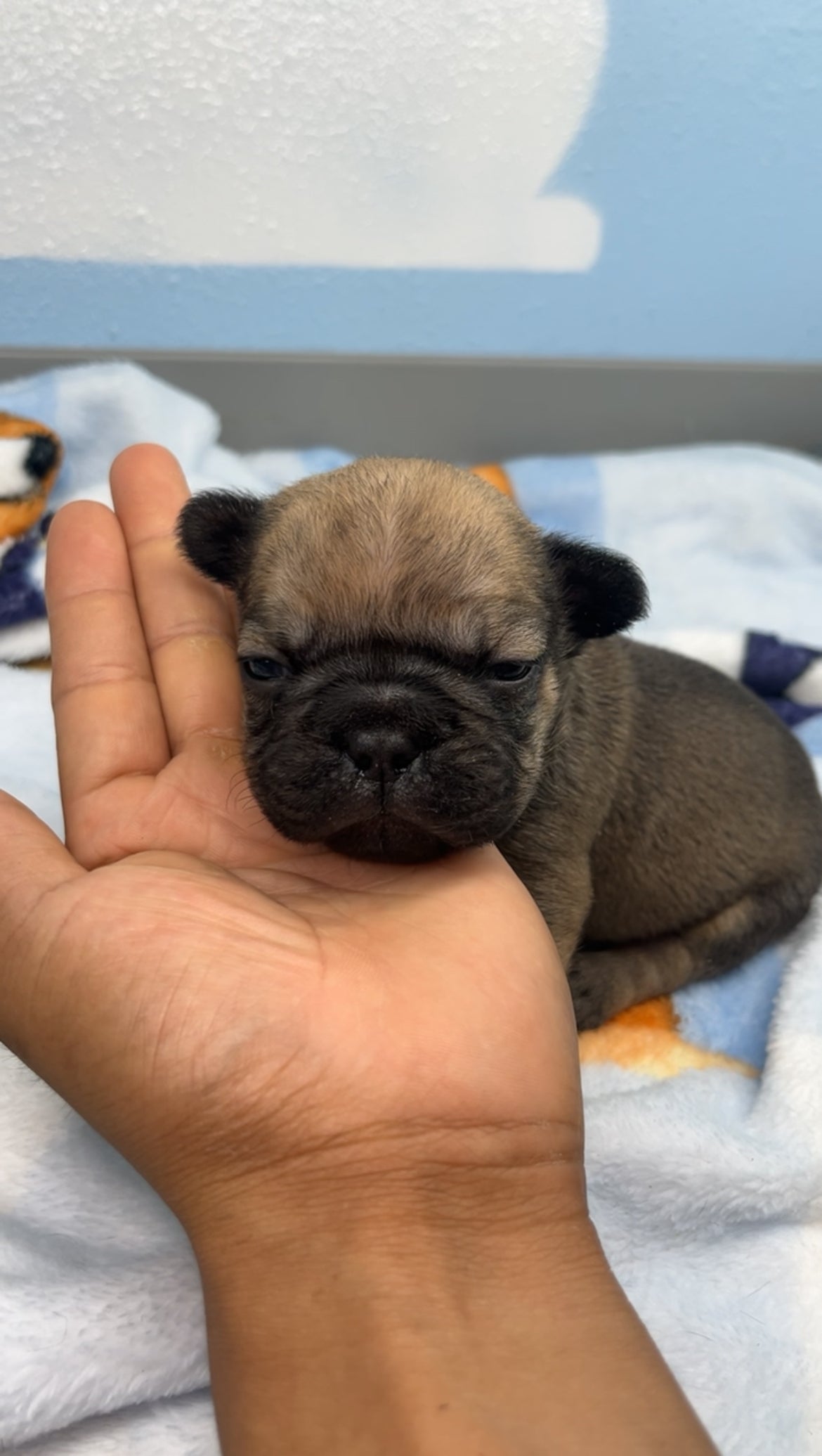French Bulldog Male Big Rope