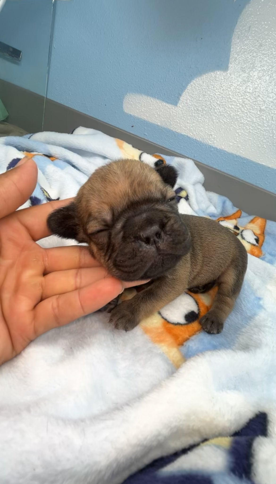 French Bulldog Male Big Rope