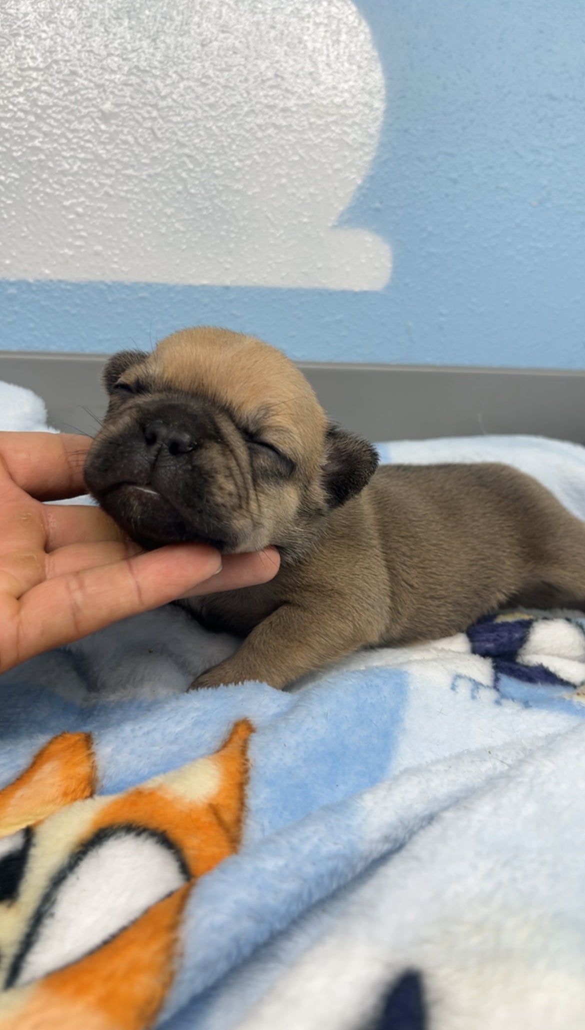 French Bulldog Male