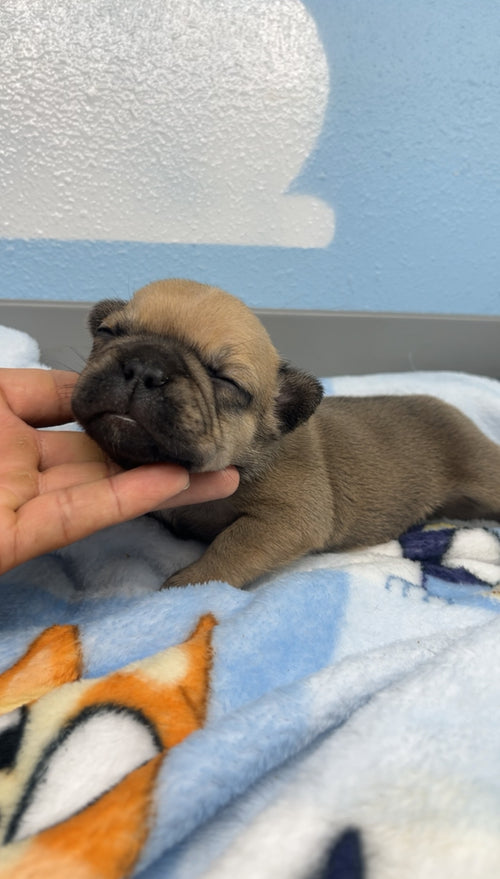 French Bulldog Male