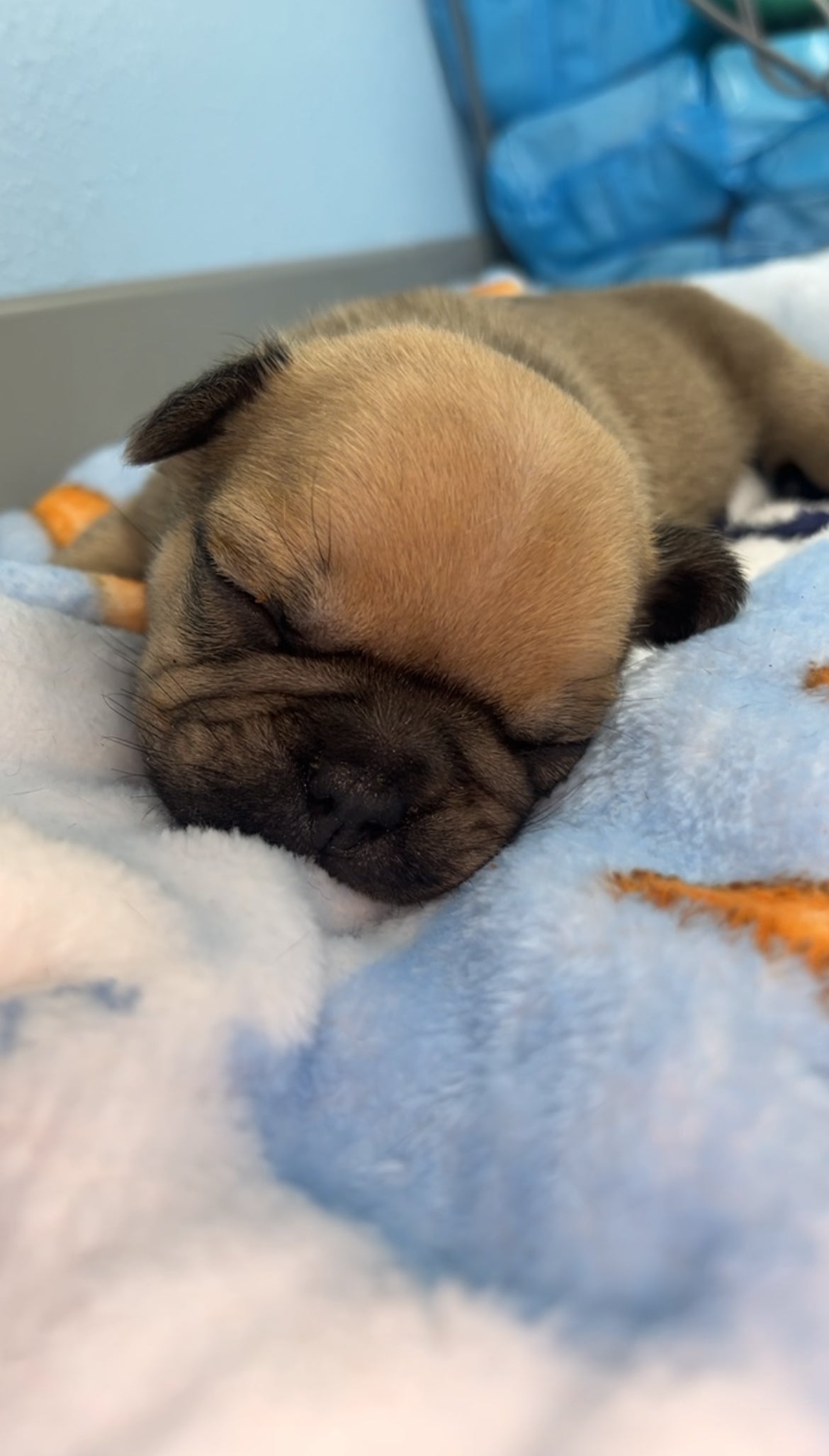 French Bulldog Male