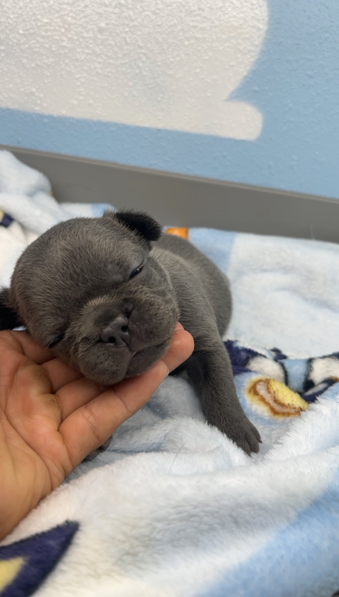 French Bulldog Male
