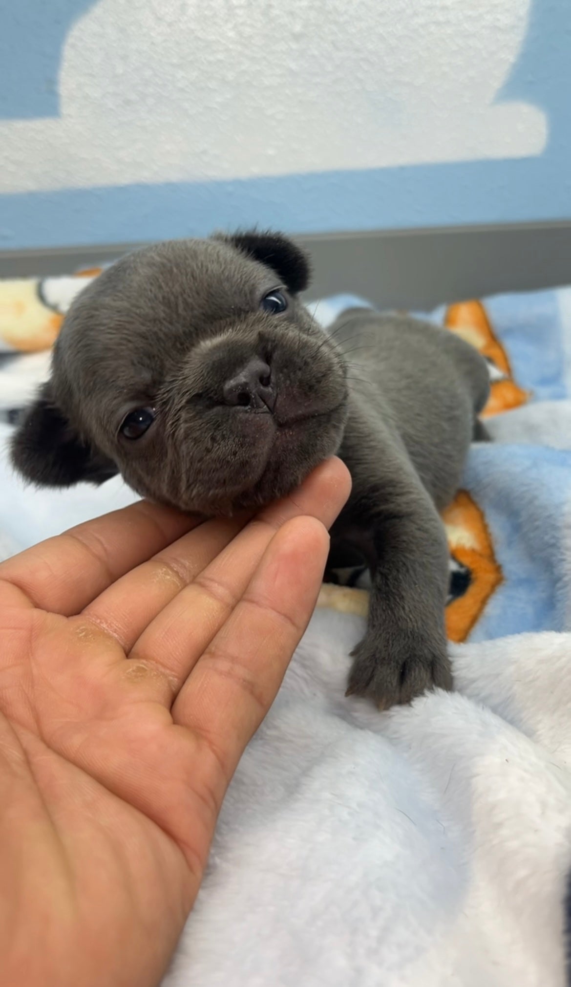 French Bulldog Male