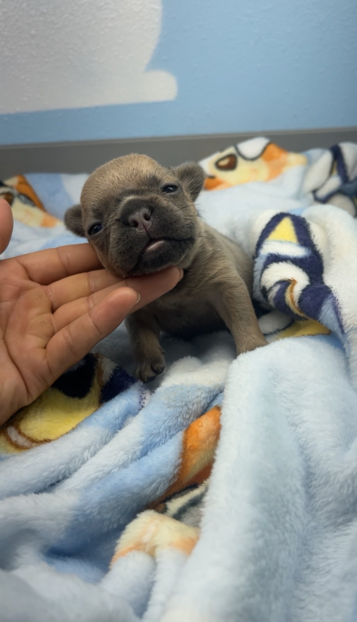French Bulldog Female