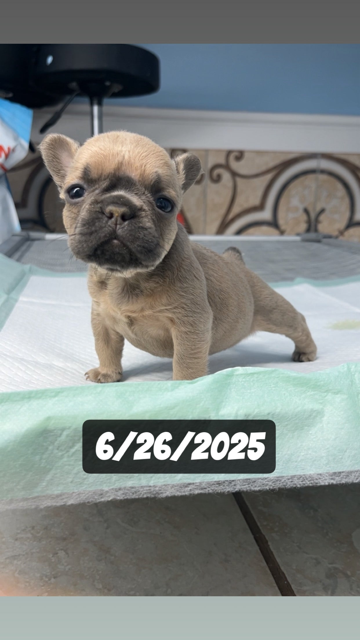 French Bulldog Female