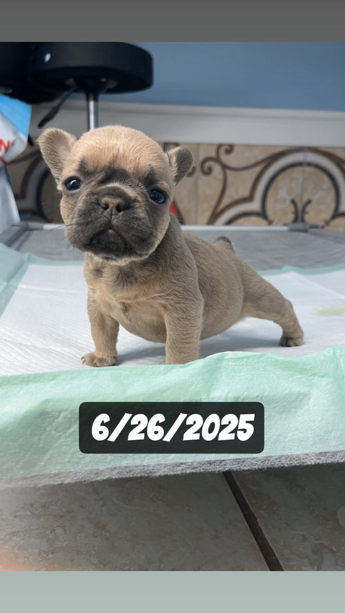 French Bulldog Female