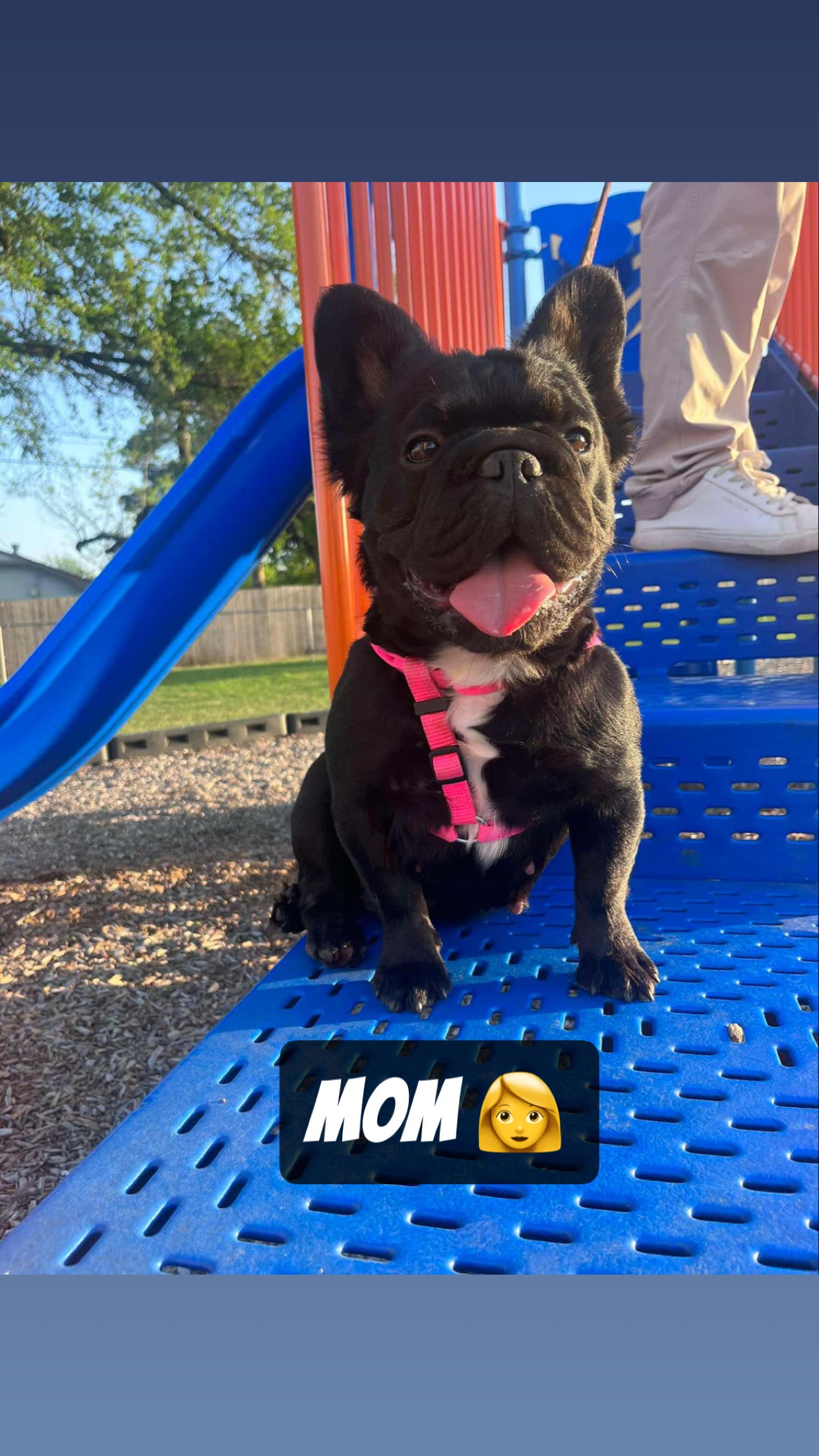 French Bulldog Female