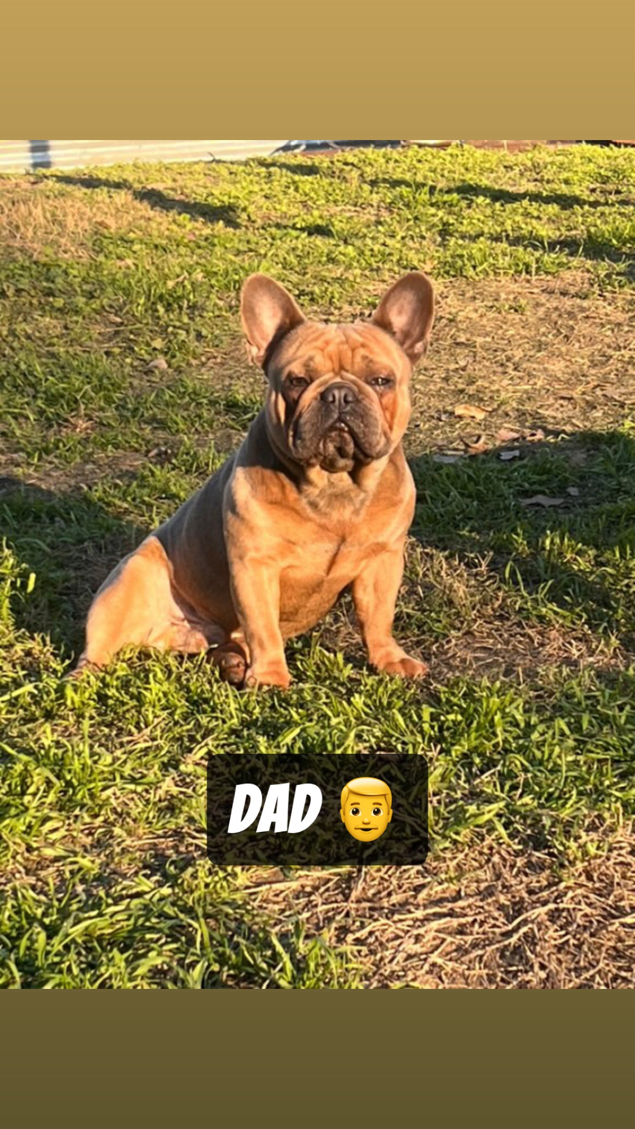 French Bulldog Female