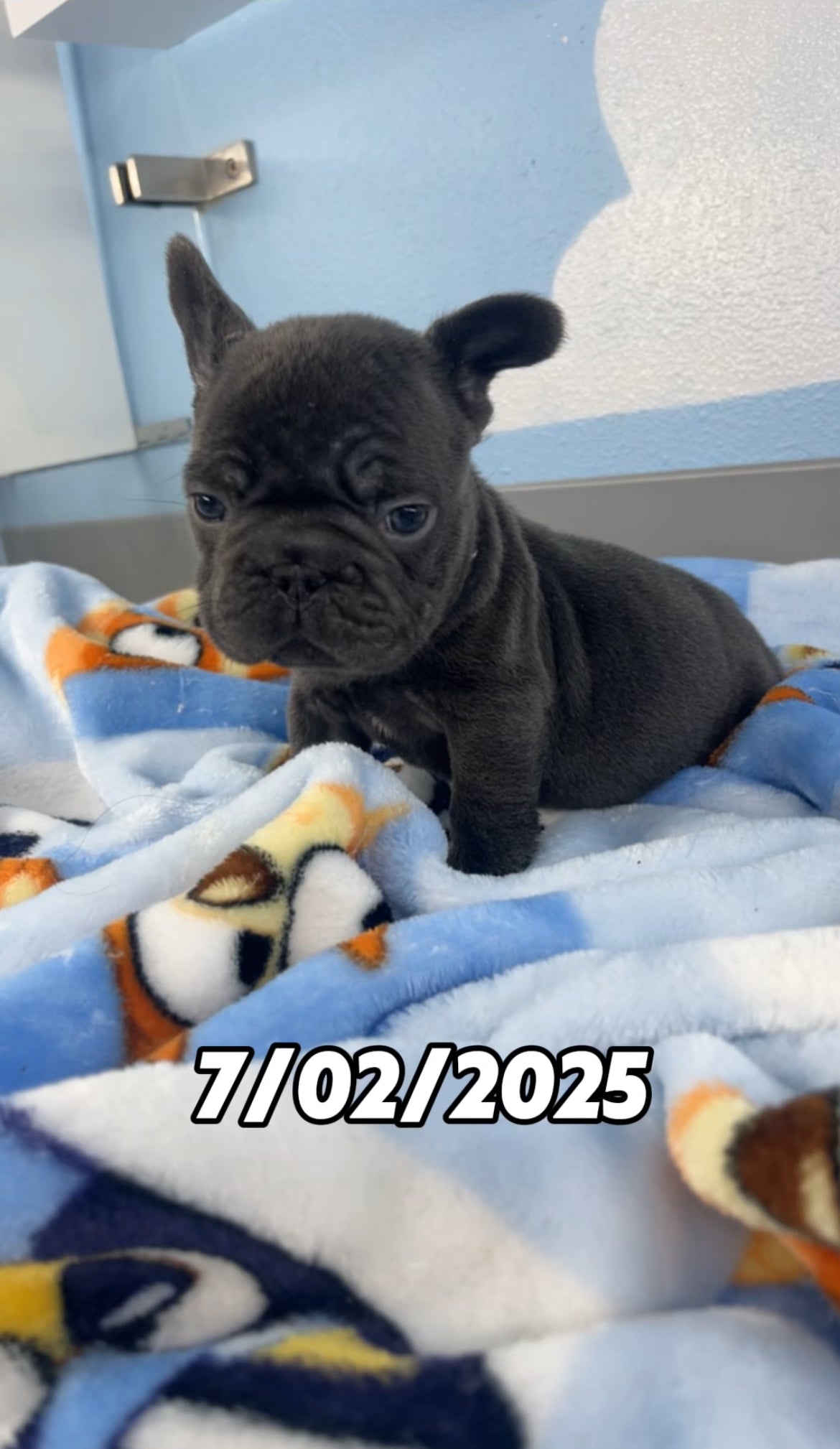 French Bulldog Male Big Rope