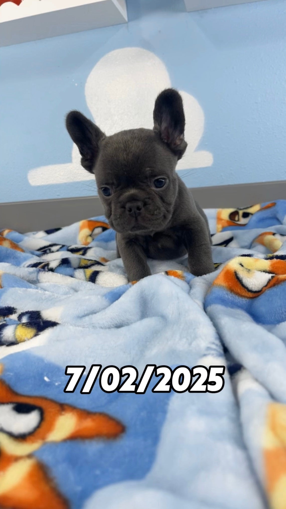 French Bulldog Male