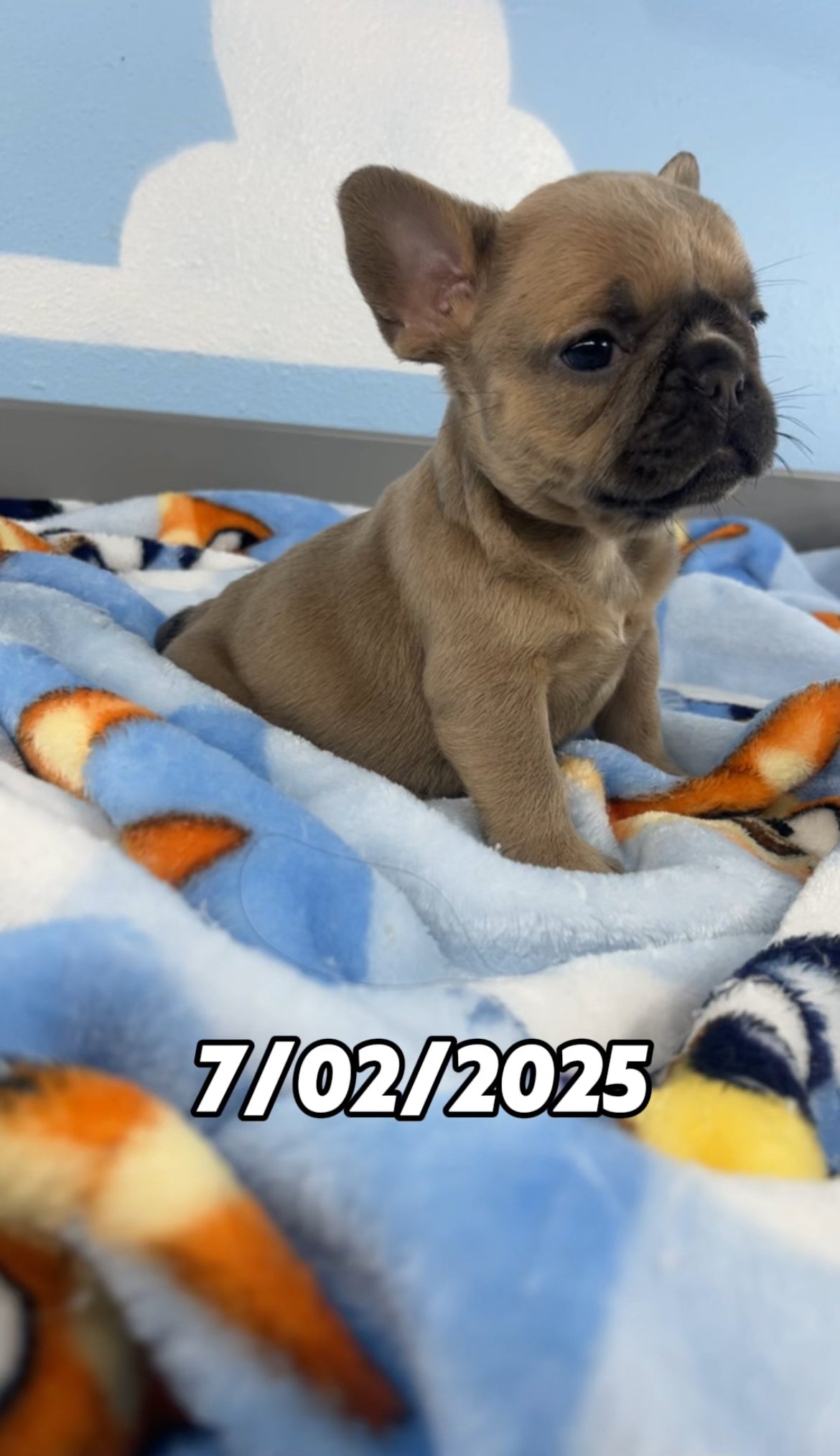 French Bulldog Female