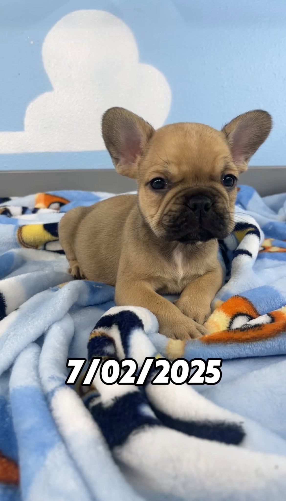 French Bulldog Male
