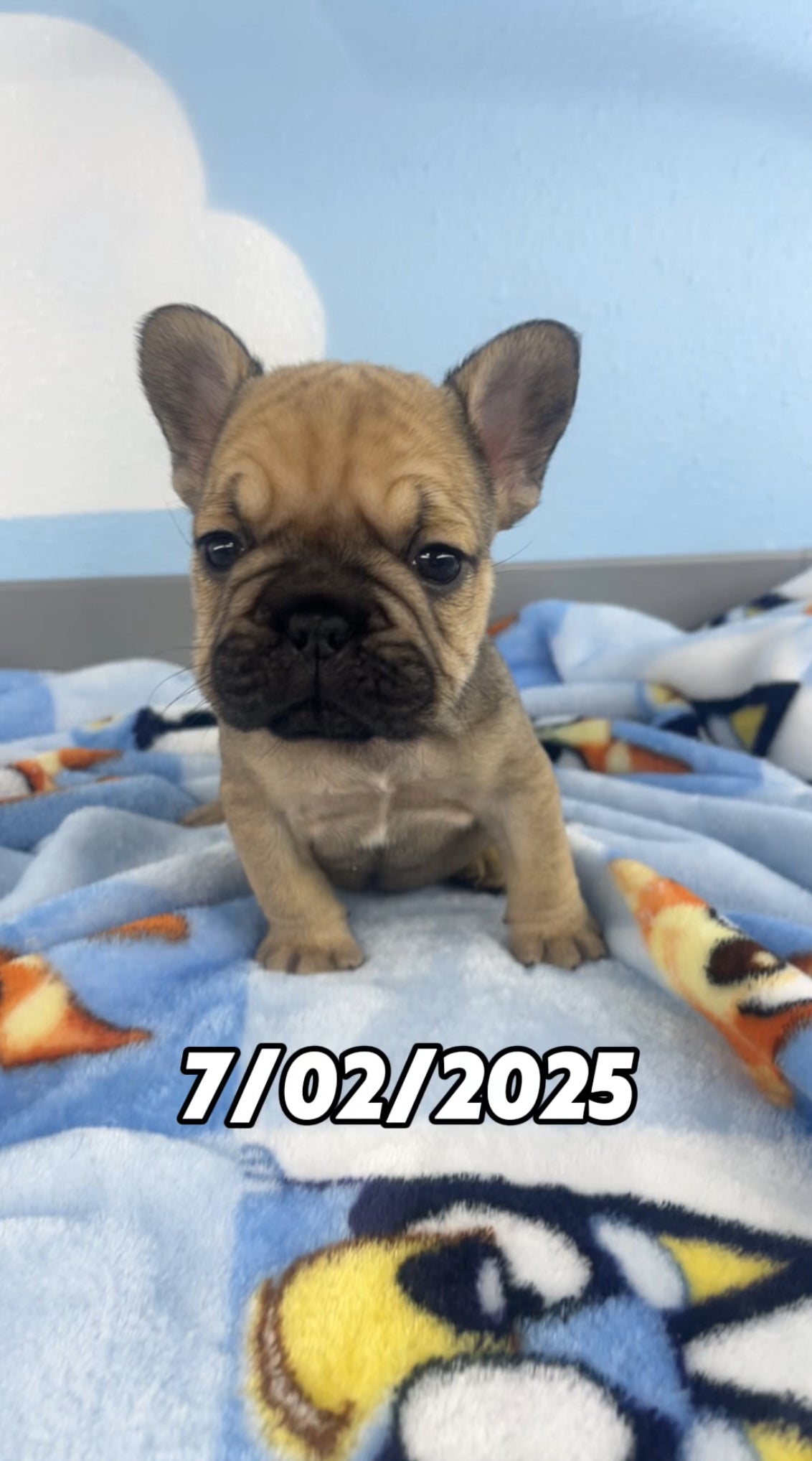 French Bulldog Male Big Rope
