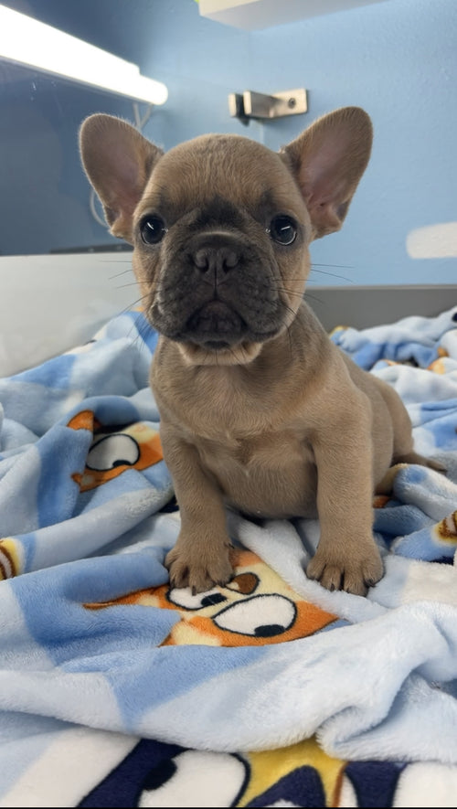 French Bulldog Female