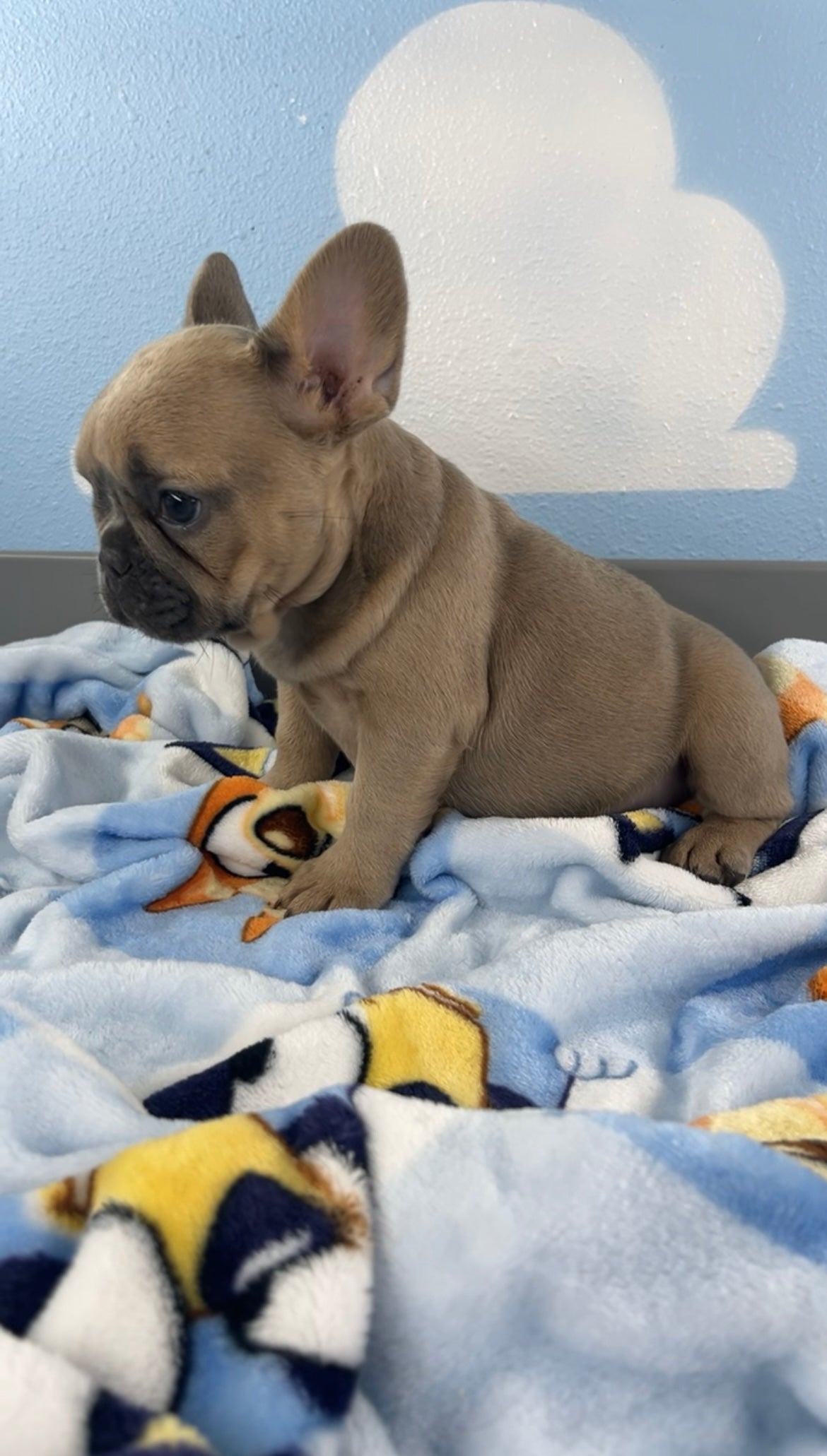 French Bulldog Female