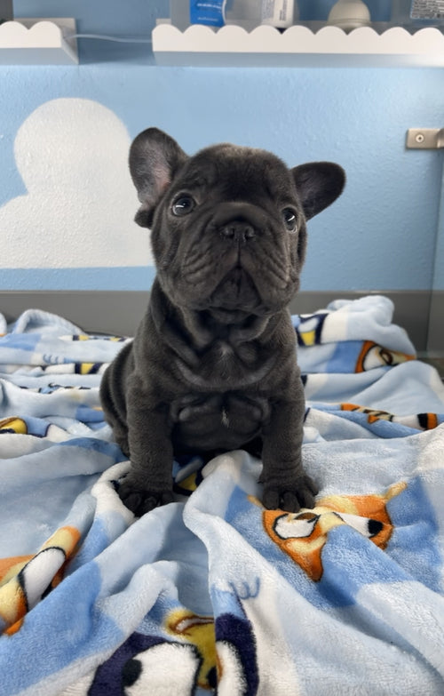 French Bulldog Male Big Rope