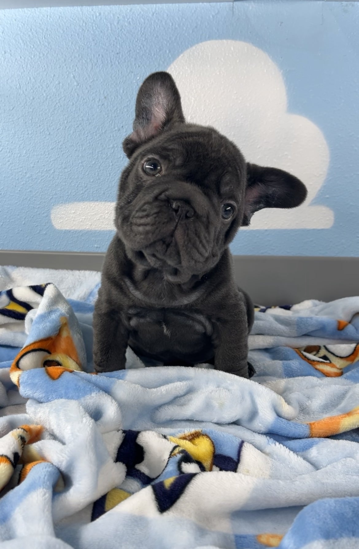 French Bulldog Male Big Rope