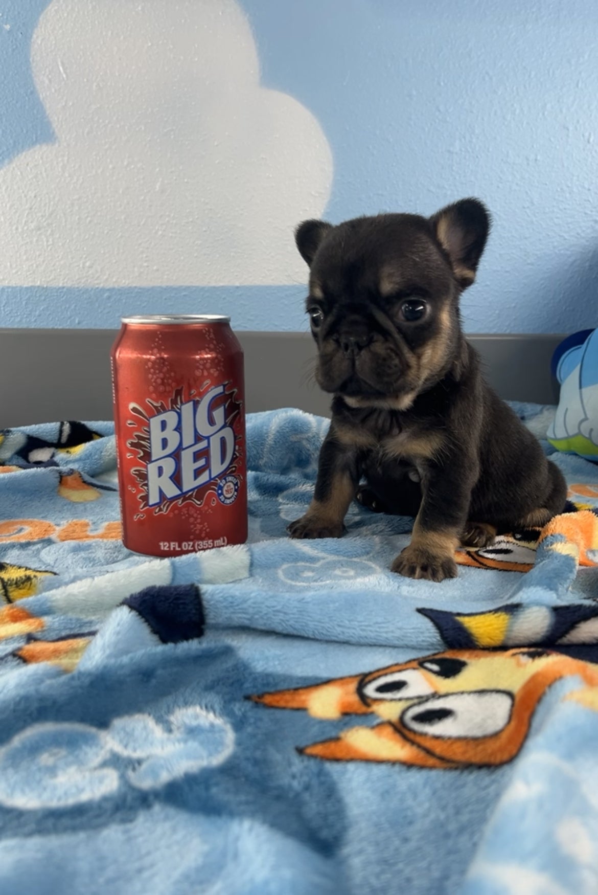 French Bulldog Female