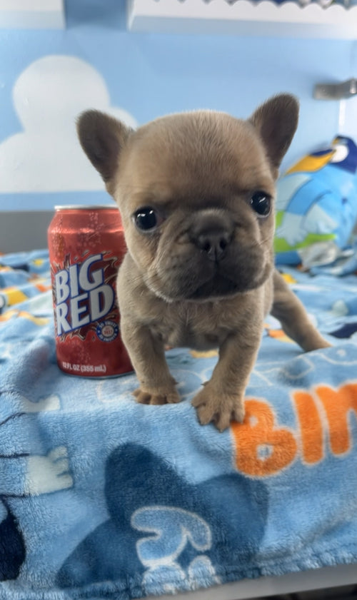 French Bulldog Female