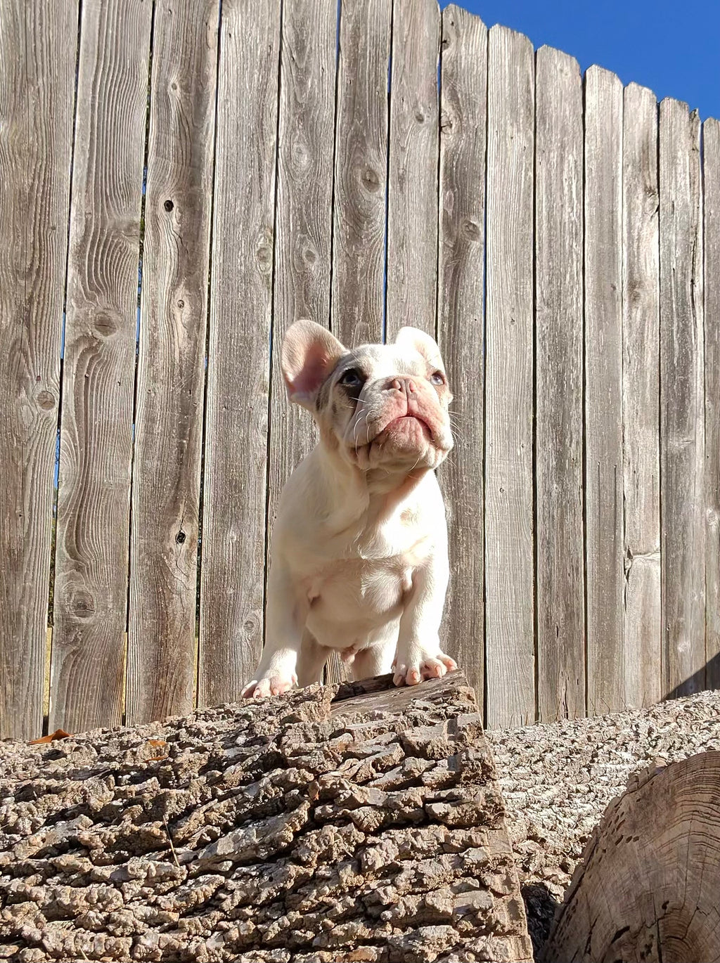 French Bulldog Male
